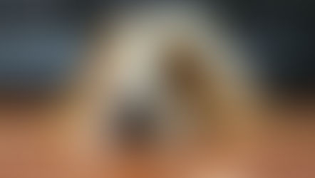 Happy Birthday Memphis!