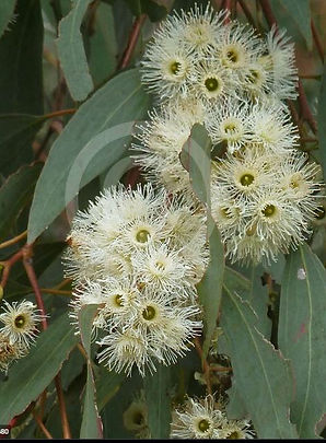 Tree 39 Flower.JPG