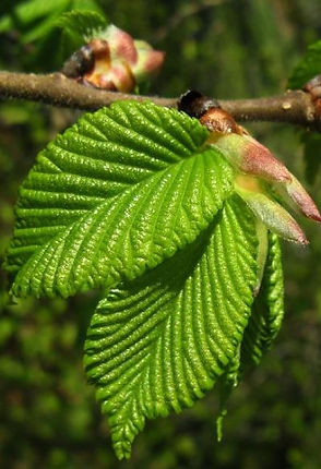 Tree 16 leaf.JPG