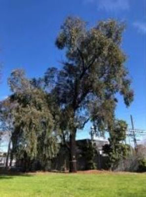 Tree 2.JPG