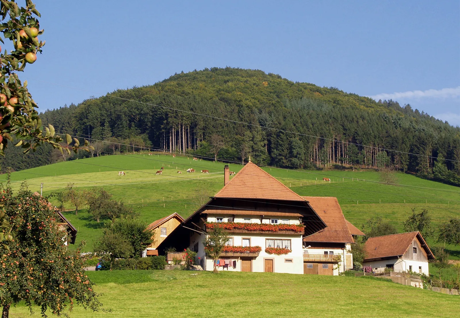 Farm-buildings-region-Black-Forest-Ger-Baden-Wurttemberg.webp