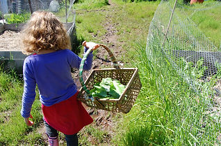 Organic Free-Range Chickens