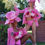 Miniature : Big Flower Costume. Rent. Sale. Gogo. Show. Event. Party.