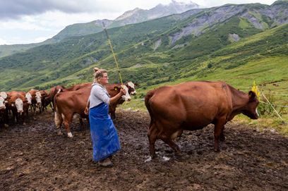12_Le geste et le son pour pousser les vaches vers la traite. Juillet 2021.jpg