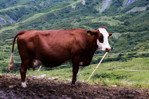 Vache- Col de la Madeleine - ETE 2021
