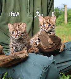 Rescued leopard cat kittens at CBRC _ Pakke Tiger Reserve _ Panjit Basumatary _ IMG_8517 -