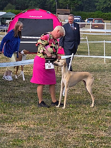 Marnie.  Ir Ch. Aabidah De Polvo Magico Cw24 Cjw24 (Imp) Aus Shcex