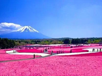 🌸DayTrip🥾Shiraito Falls and Gotemba Kogen Resort & Fuji Shibazakura Festival, Trip英語でツアー