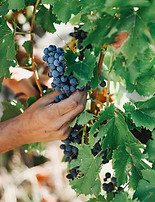 Main touchant une grappe de raisin biologique dans le vignoble du Clos.