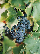Close-up of organic grapes of the Clos de Caveau