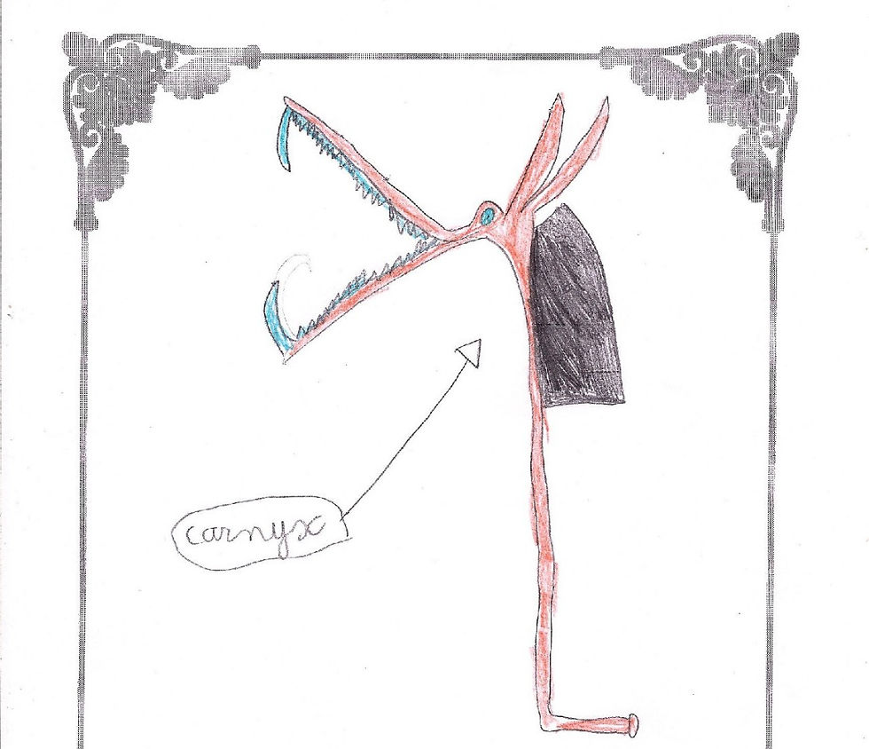 Carnyx dessin d'enfant