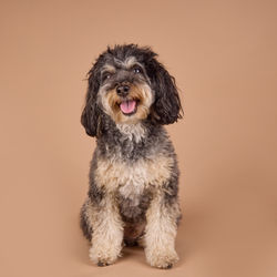 E5_Dog_Photography_Rocco_2026_ 4