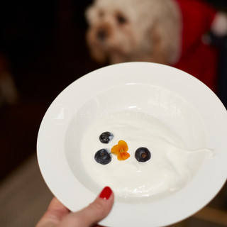 Santa Paws Doggy Brunch 2017 - 11