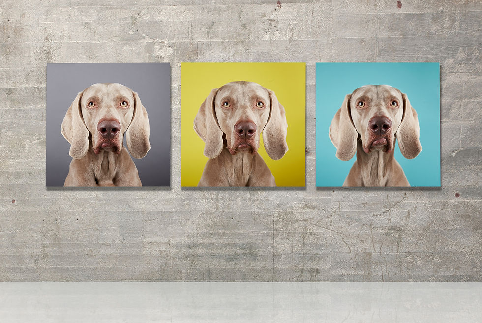 E5_Dog_photography_Cooper_Frame