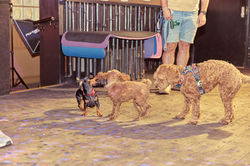 E5_Dog_Photography_DoggieSundaySocial_NationalDogMonth_2026_ 18