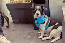 E5_Dog_Photography_BarksandBoys_Arzner_2026_ 1