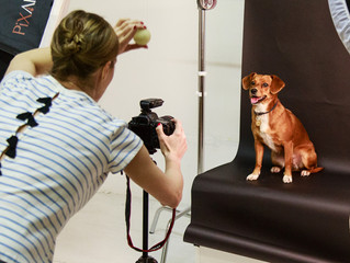 Four Great Tips to Make the Most of Dog Portraits