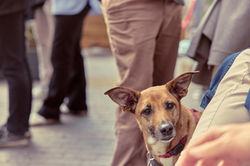 E5_Dog_Photography_BarksandBoys_Arzner_2026_ 37