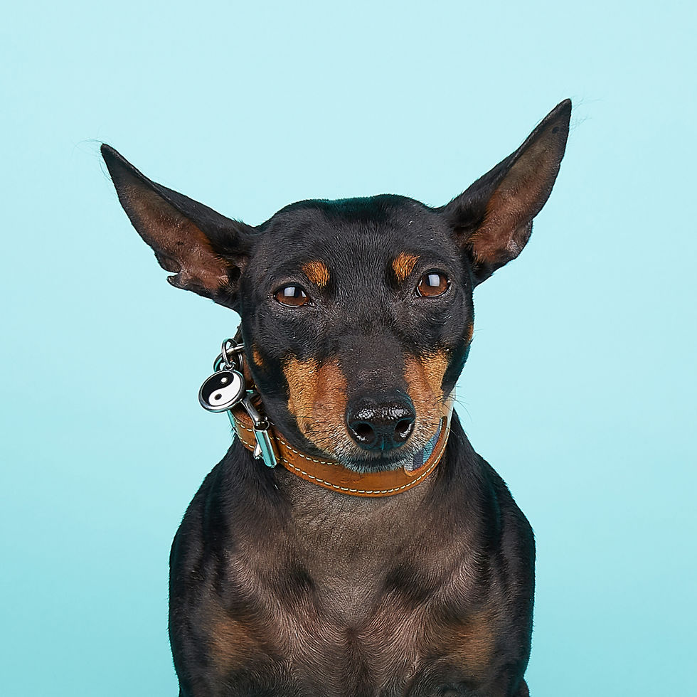 E5_Dog_Photography_Binks