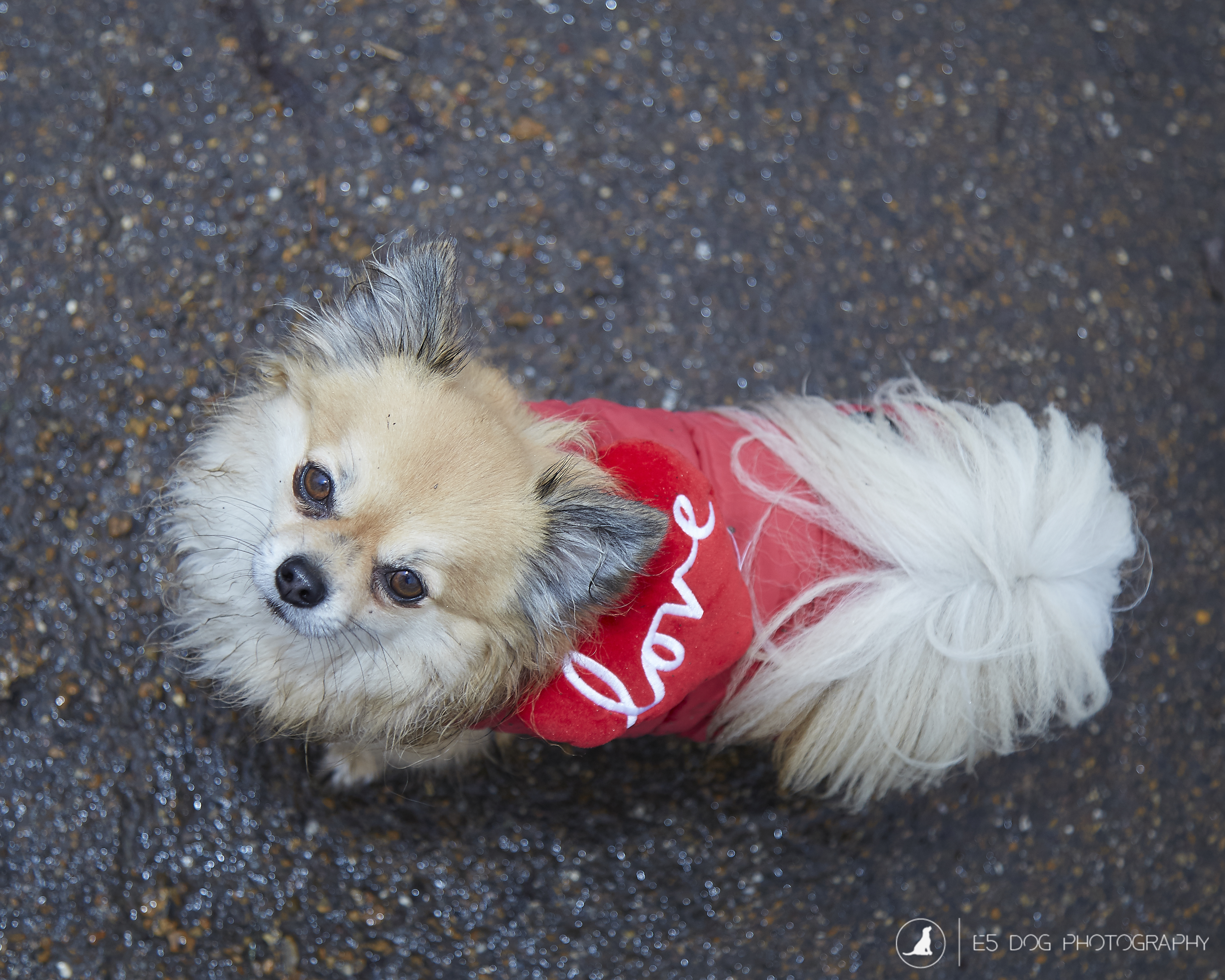 Valentines Dog walk - London
