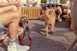E5_Dog_Photography_BarksandBoys_Arzner_2026_ 6