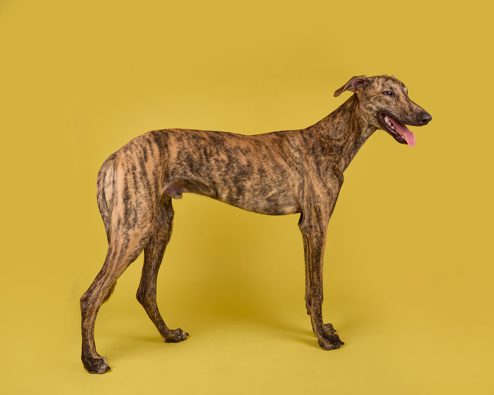 E5_Dog_Photography_Sage_2026_ 4