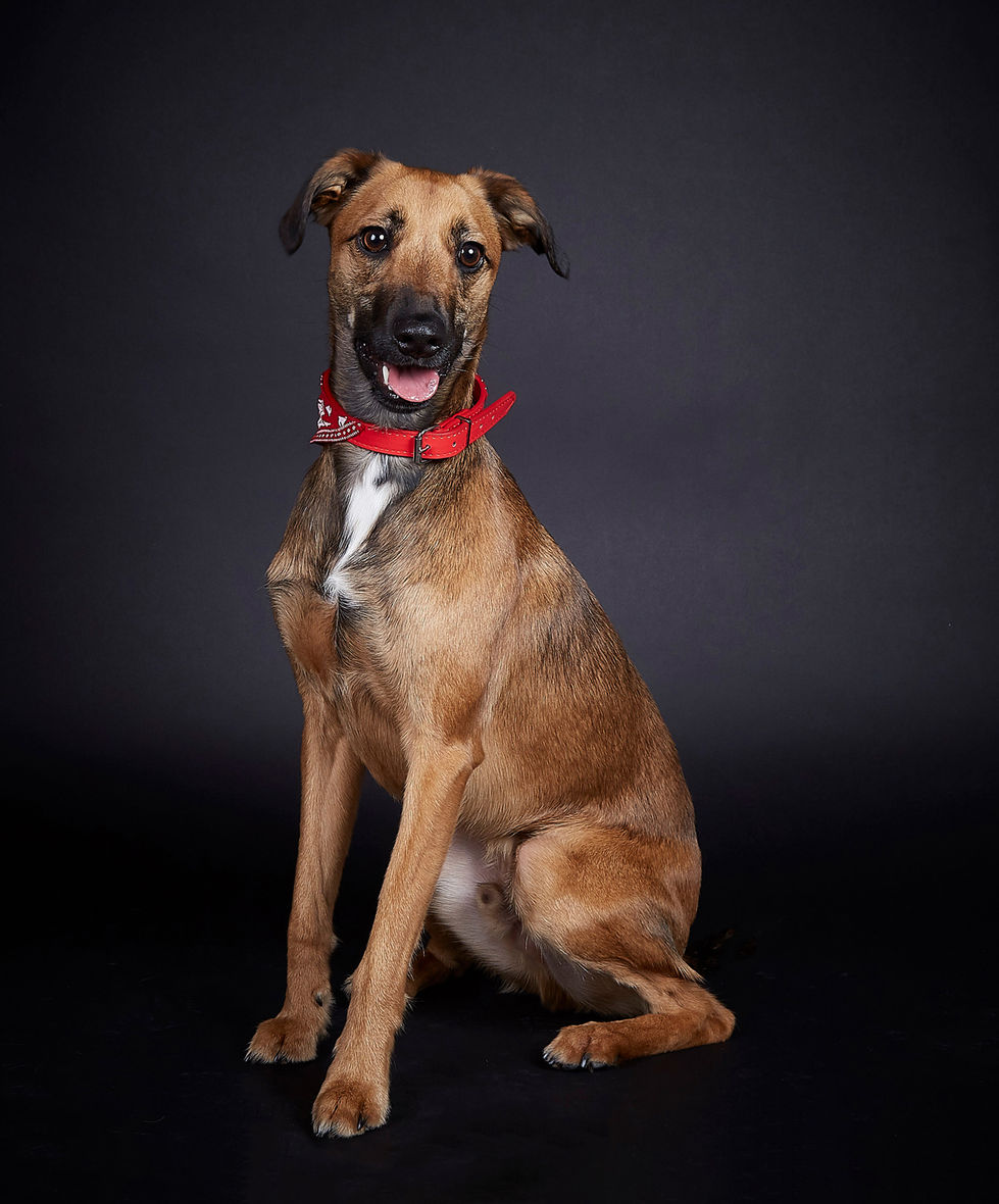 E5_dog_Photography_Dexter