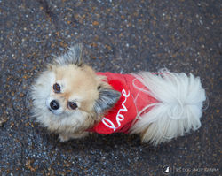 E5_Dog_Photography_Valentine2017_All_Dogs_Matter55