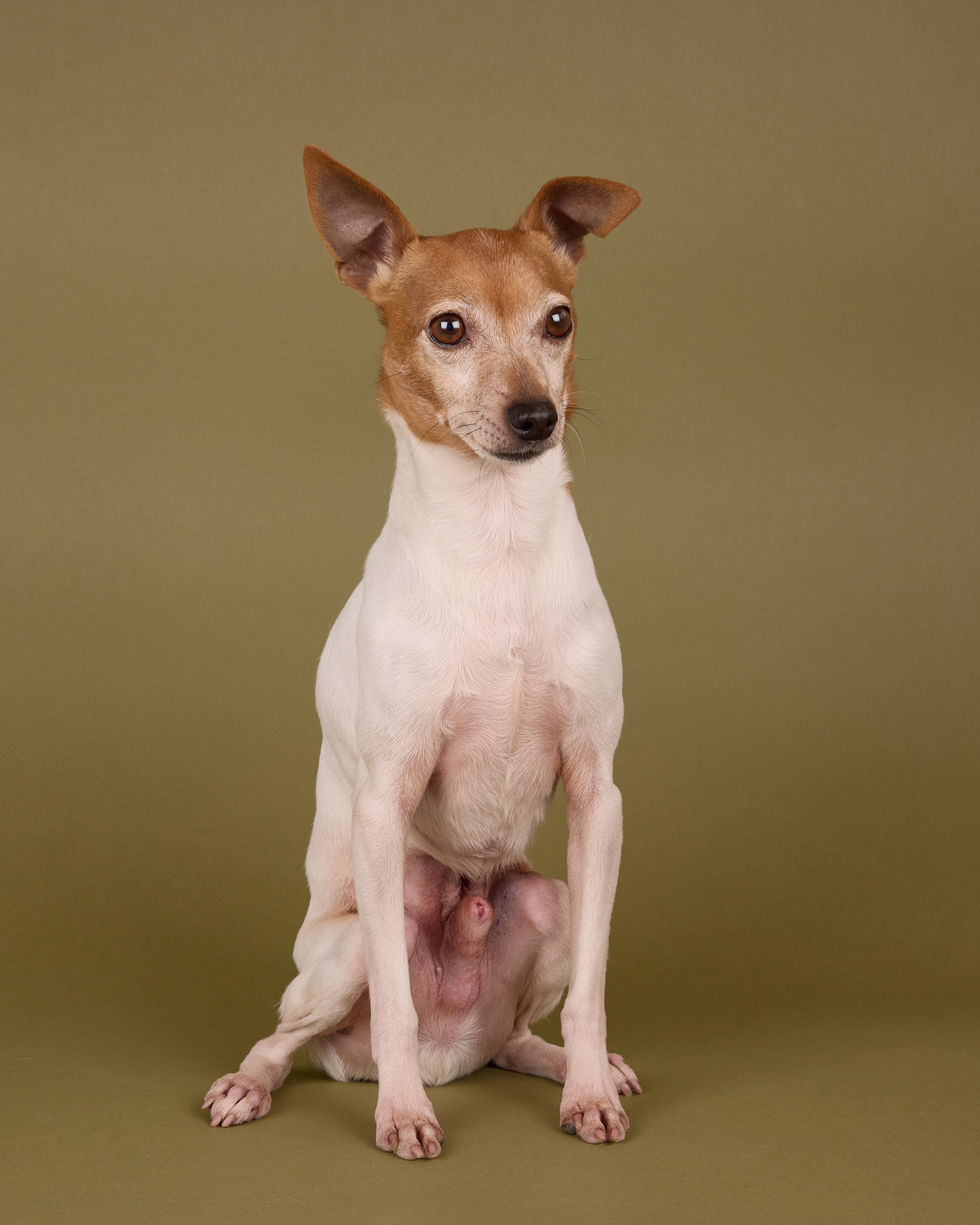 E5_Dog_Photography_Camarillo_California_Wally_2026 4