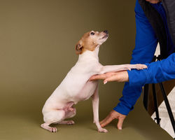 E5_Dog_Photography_Camarillo_California_Wally_2026 2