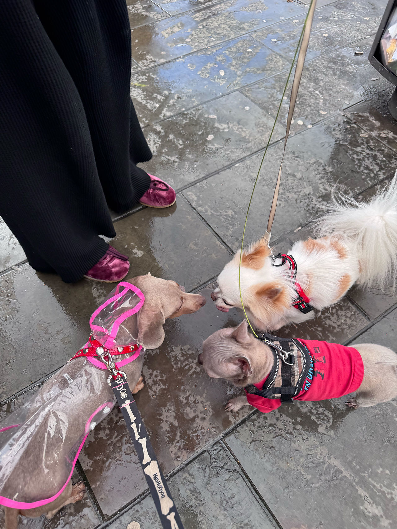 Lulu with her rain coat and wet friends