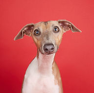 E5_Dog_photography_2853 (1).jpg