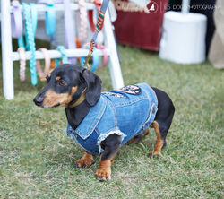 E5_Dog_Photography_PupAid_Primrose_Hill_2016_021