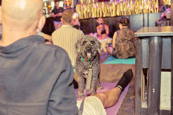 E5_Dog_Photography_DoggieSundaySocial_NationalDogMonth_2026_ 22