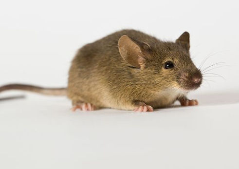 Agouti03_edited.jpg
