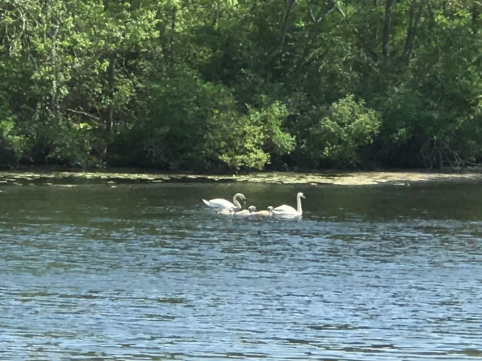 Swan family with babies