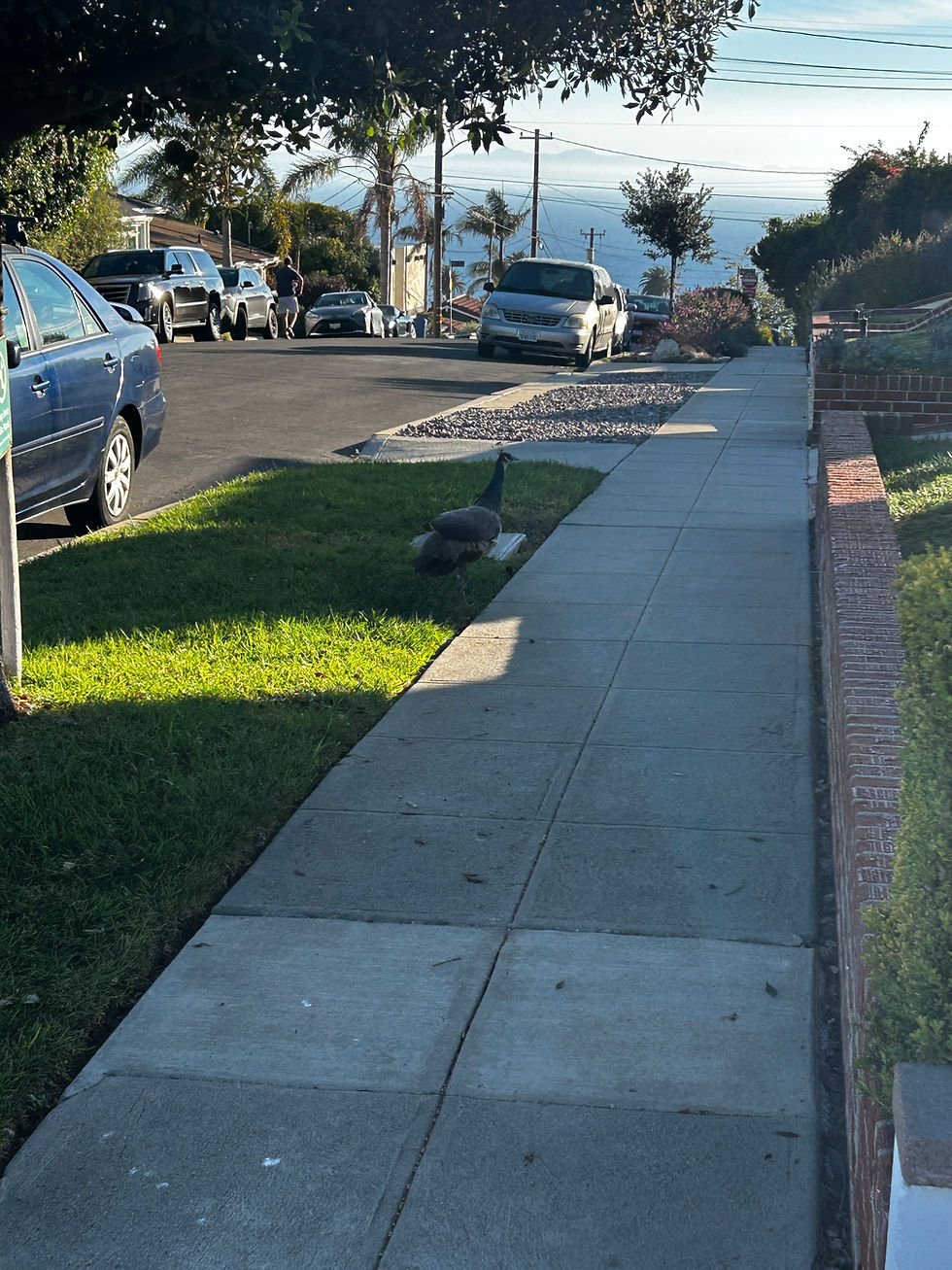 a place where peacocks roam