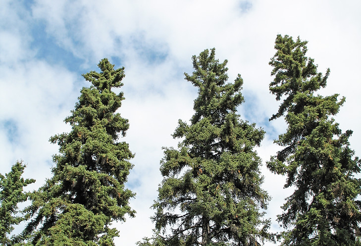 Picea_glauca_Fairbanks.jpeg
