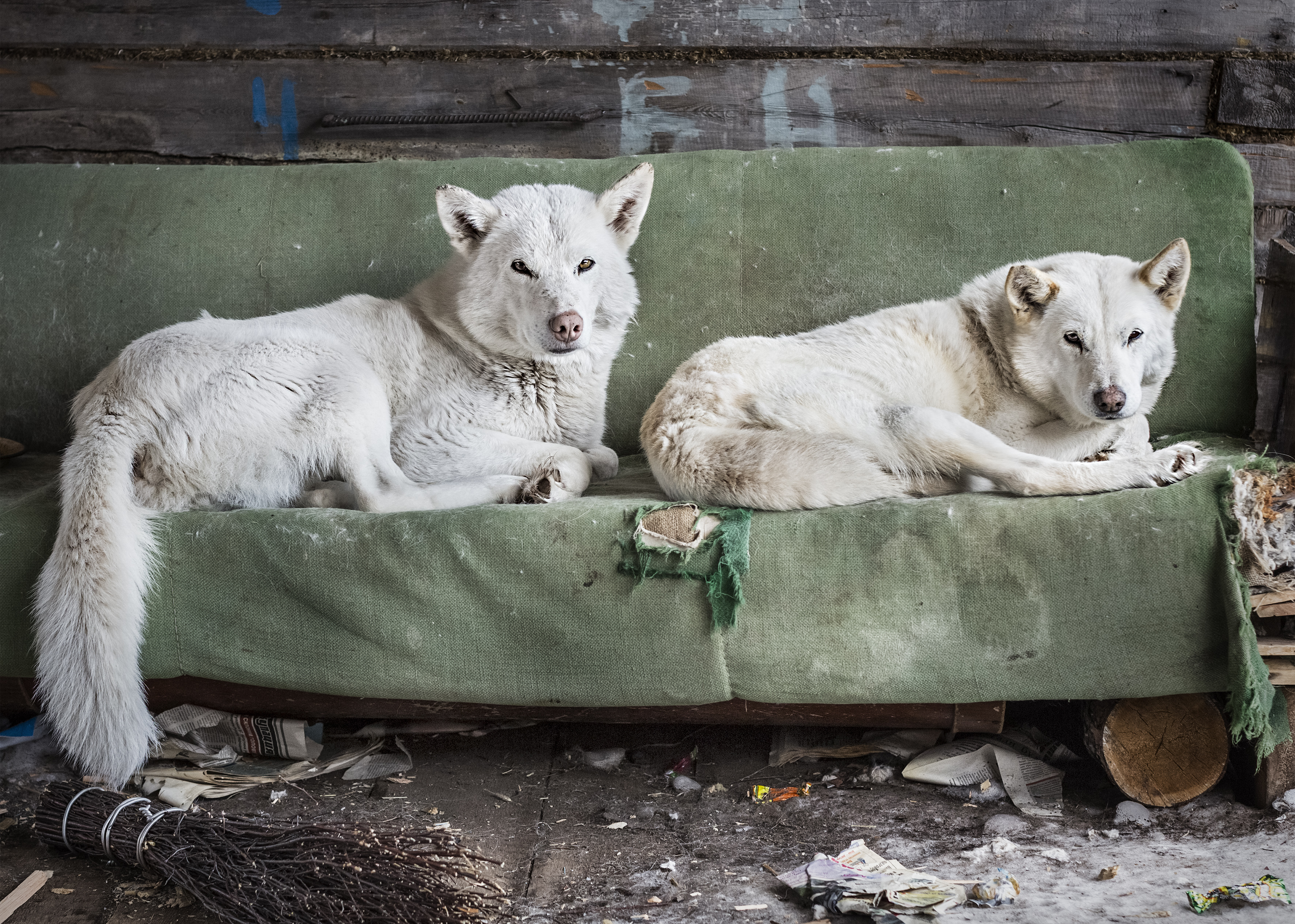 Resting dogs