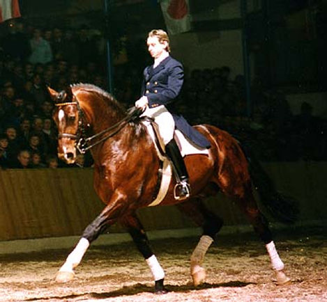 argentinus_dressage.jpg