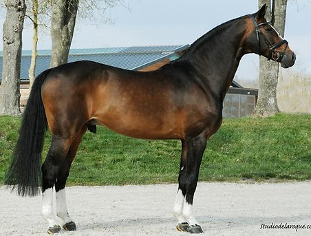 BALOU_DU_ROUET_2016.JPG