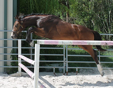 Peter jumping.jpg