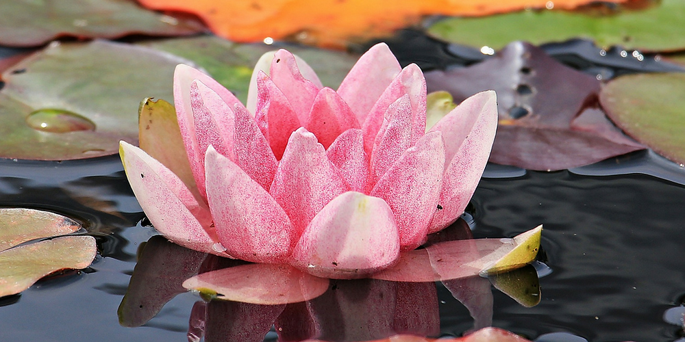 Inner Peace