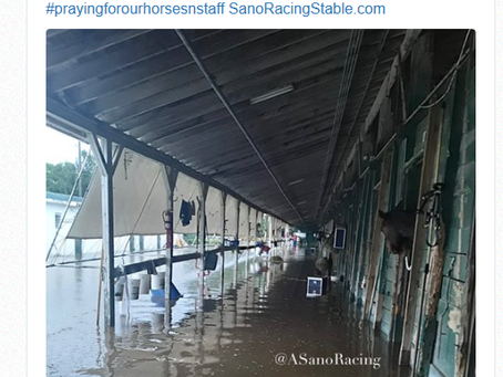 After 12 1/2 inches of rain Gulfstream Park (home of the Pegasus) with the dome...is now flooded...