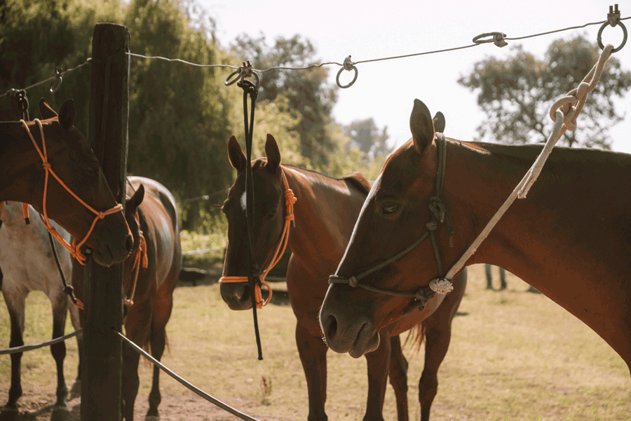 Caballos_24.gif