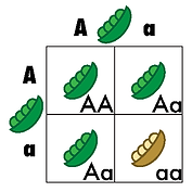 Lesson 4 Art.png