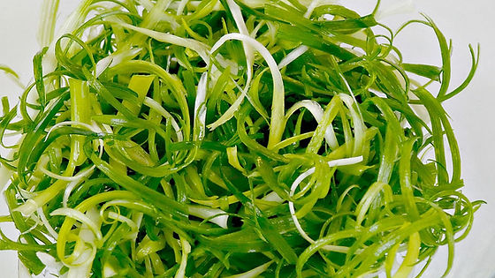 Scallion