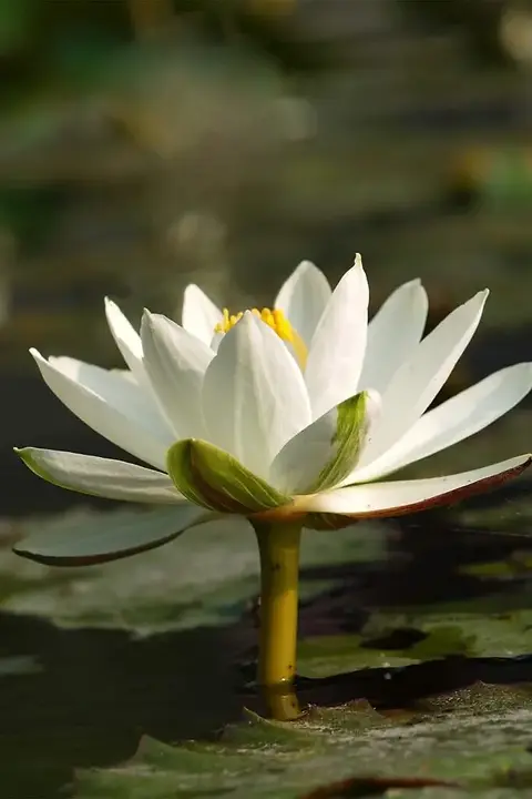 white-lotus-flower-ws1-683x1024.jpg.webp