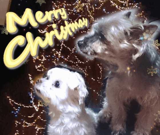 クリスマスだよ！実写版いぬ