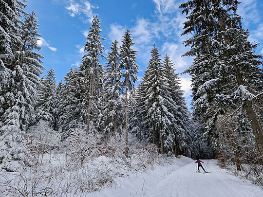 Winterwald mit blauem Himmel